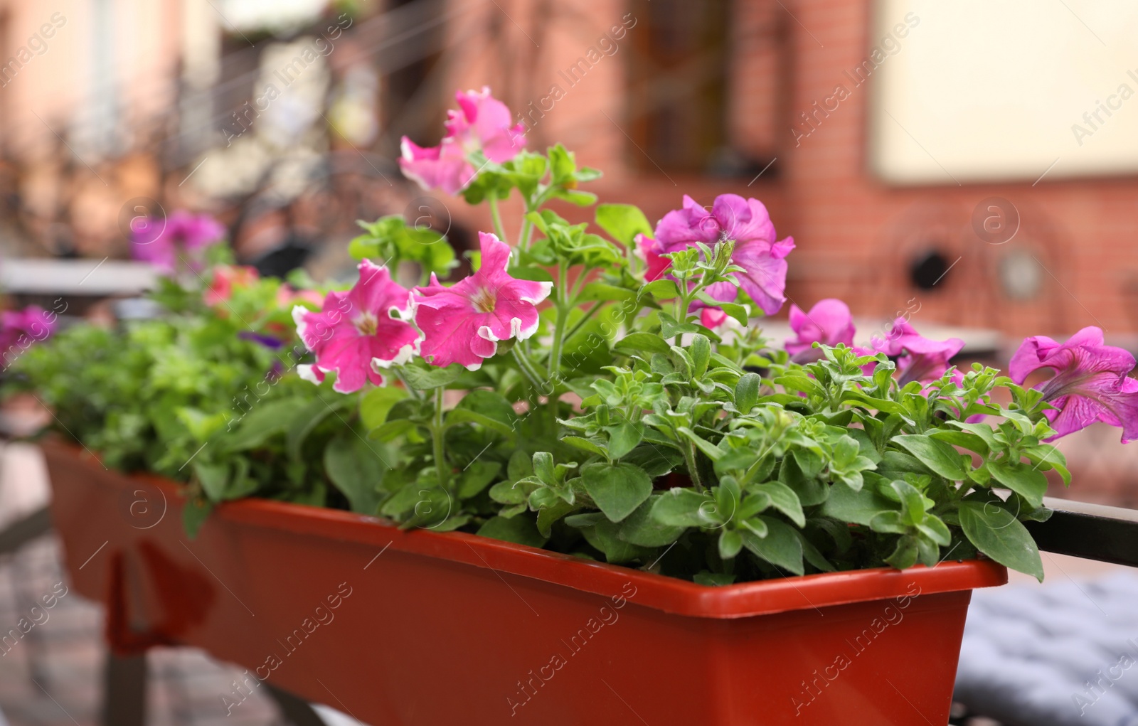 Photo of Beautiful pink petunia flowers in plant pot outdoors, closeup