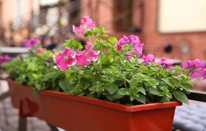 Photo of Beautiful pink petunia flowers in plant pot outdoors, closeup