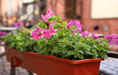 Beautiful pink petunia flowers in plant pot outdoors, closeup