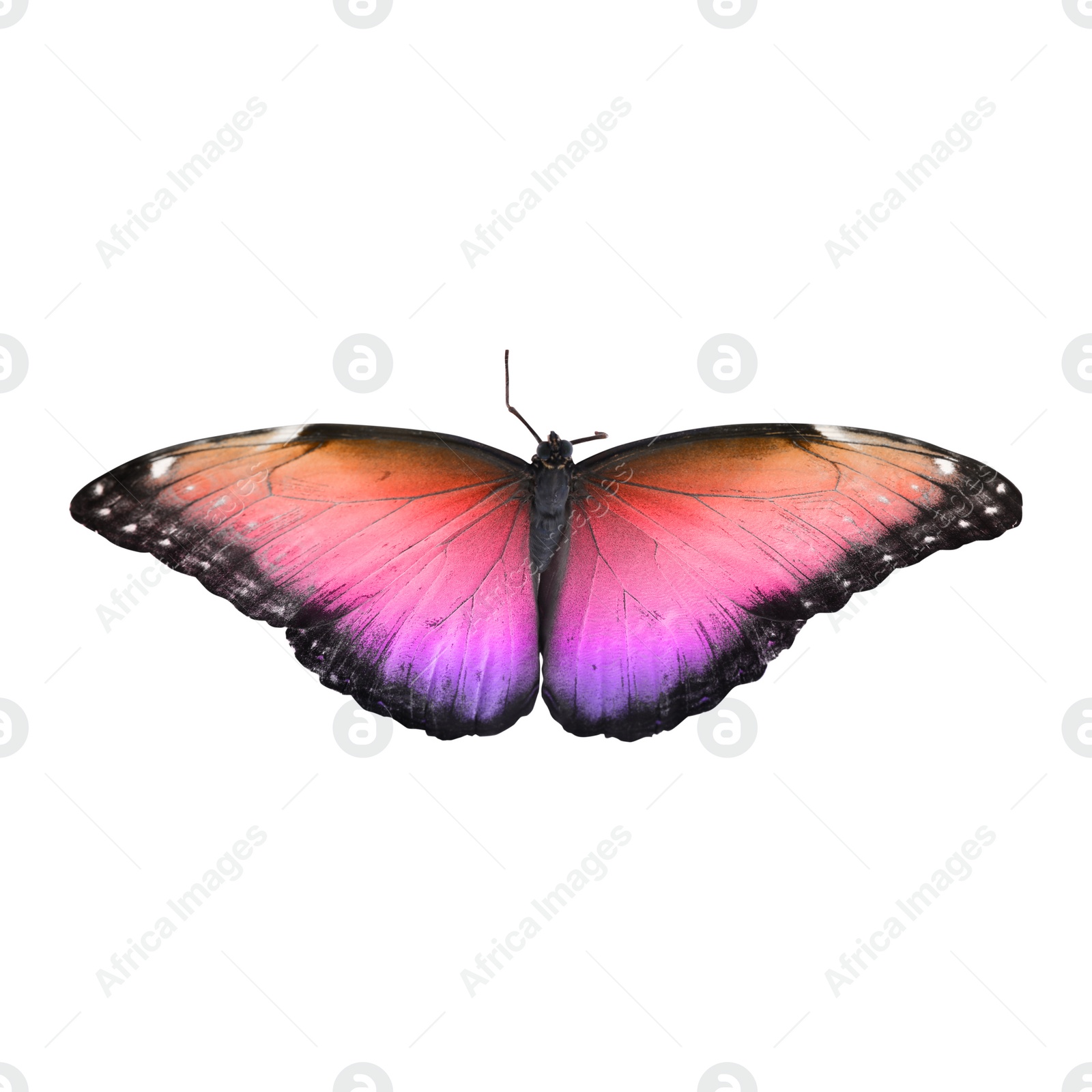 Image of Amazing bright color butterfly isolated on white