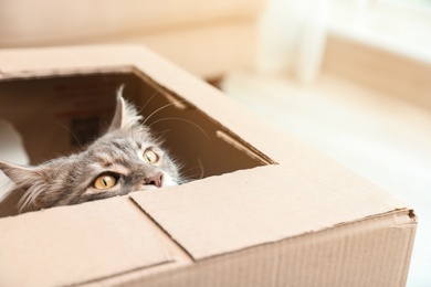 Photo of Adorable Maine Coon cat looking out through hole in cardboard box at home