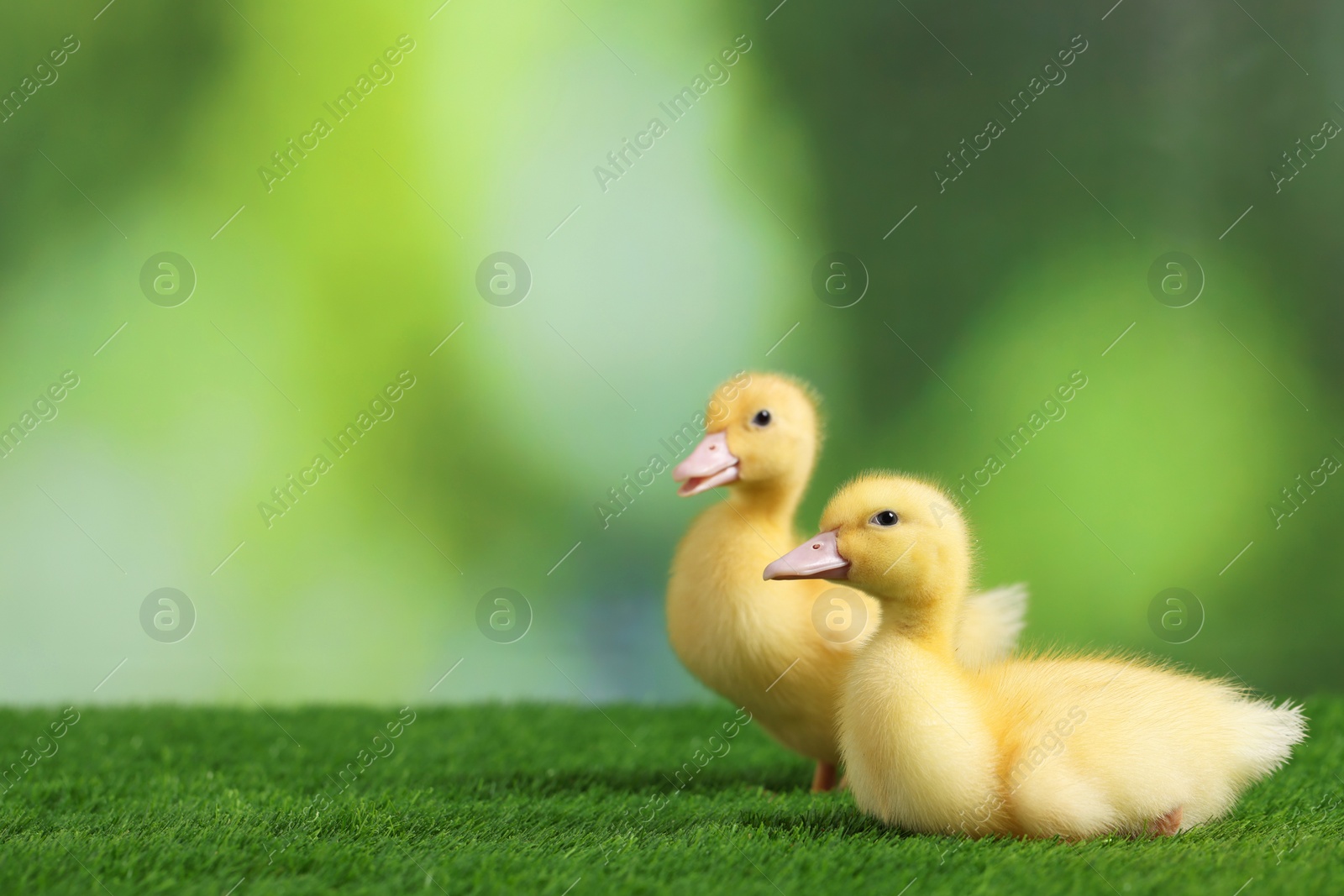 Photo of Cute fluffy ducklings on artificial grass against blurred background, closeup with space for text. Baby animals