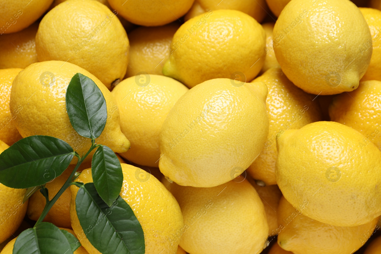 Photo of Fresh lemons and green leaves as background, closeup