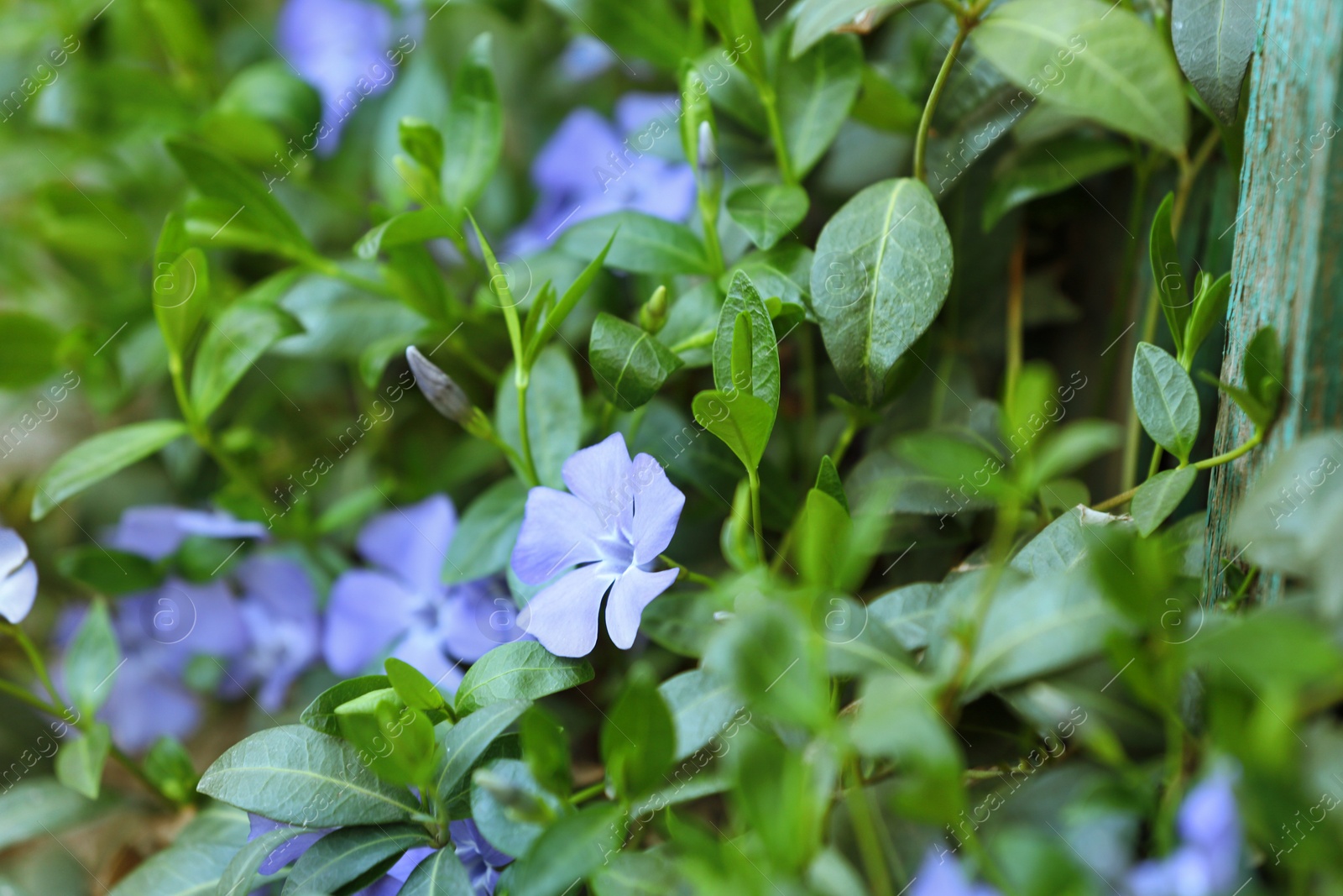 Photo of Many beautiful blooming spring periwinkle flowers in garden