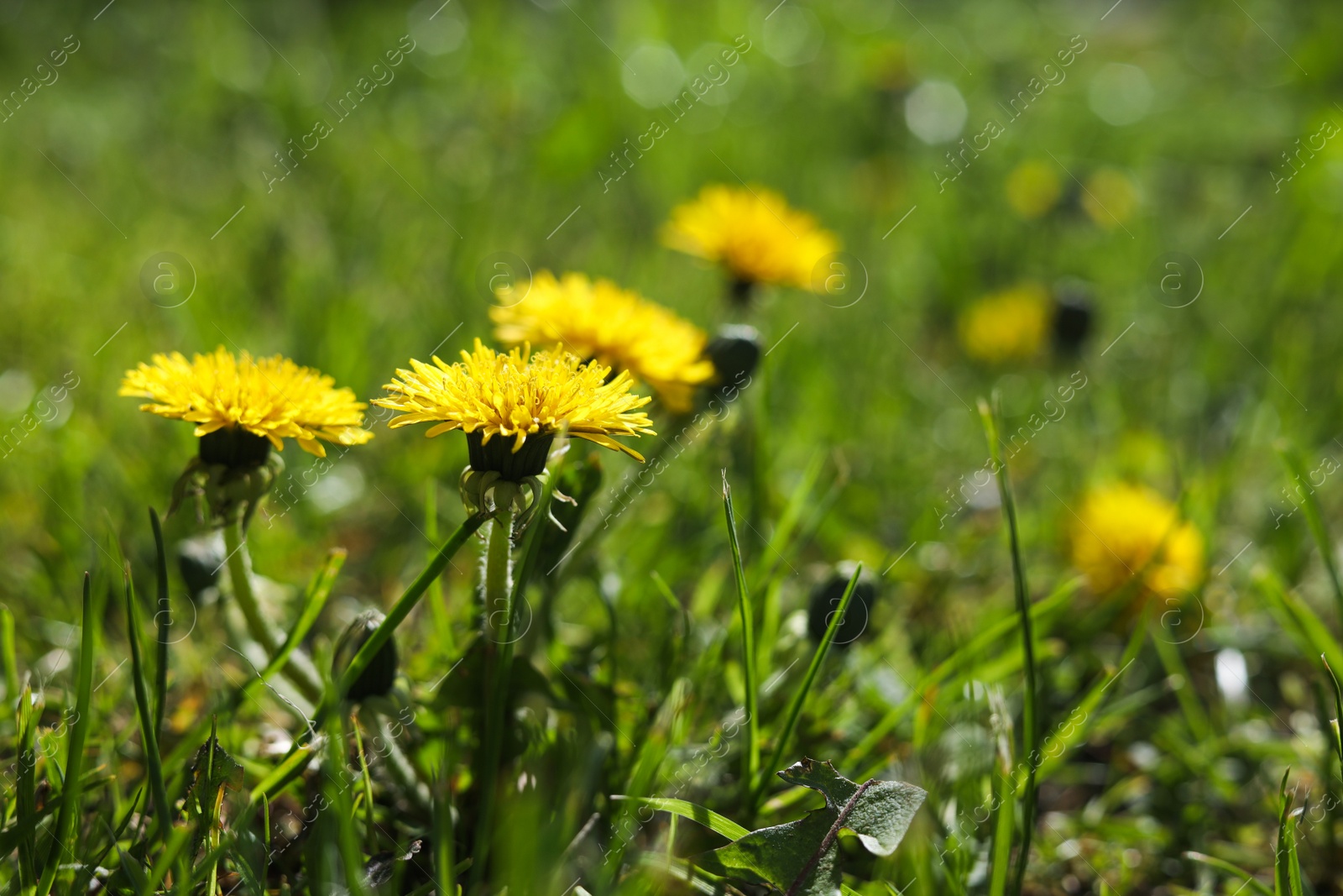 Photo of Beautiful yellow dandelions on sunny day, closeup