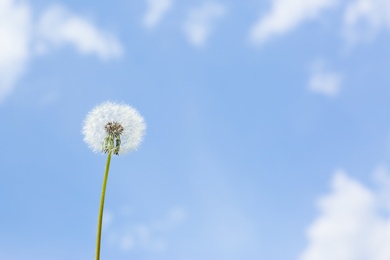 Closeup view of dandelion against blue sky, space for text. Allergy trigger
