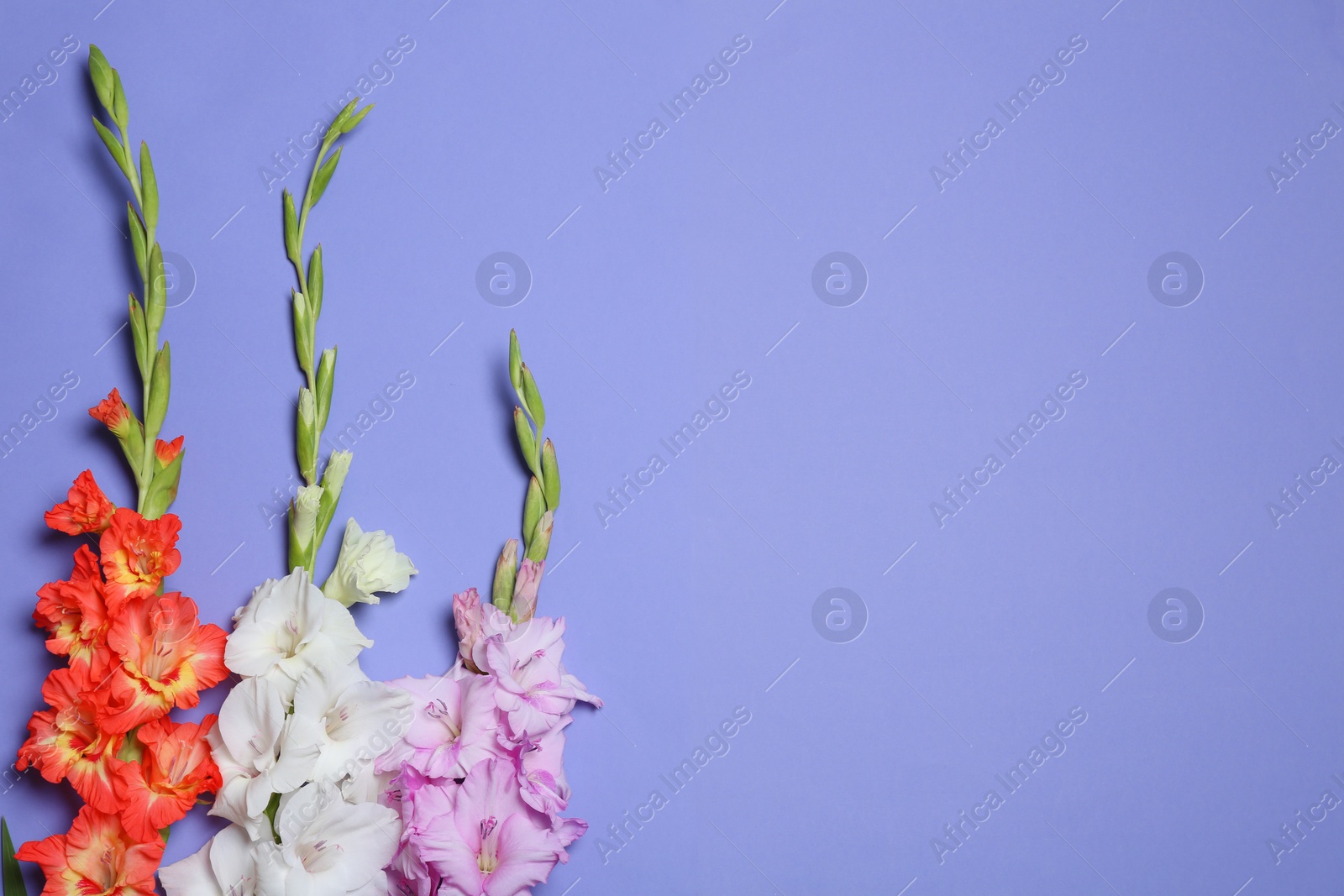 Photo of Beautiful gladiolus flowers on violet background, flat lay. Space for text