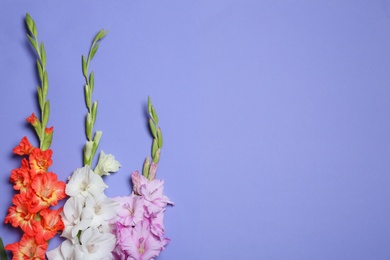 Photo of Beautiful gladiolus flowers on violet background, flat lay. Space for text