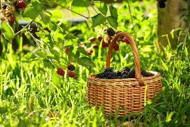 Photo of Wicker basket with ripe blackberries on green grass outdoors. Space for text