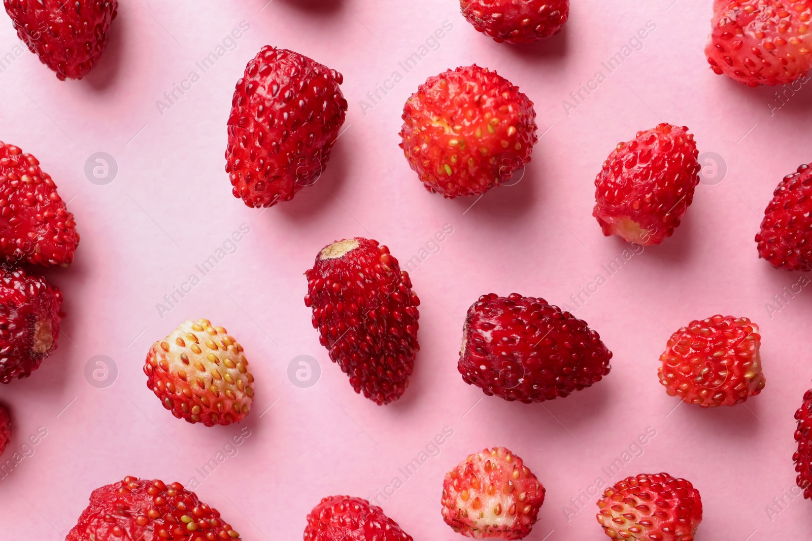 Photo of Many fresh wild strawberries on pink background, flat lay
