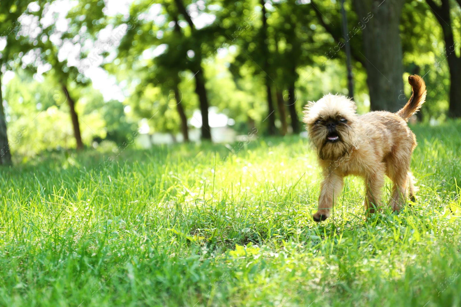 Photo of Cute fluffy dog on green grass in park. Space for text