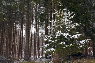 Beautiful view of fir tree near forest on snowy winter day