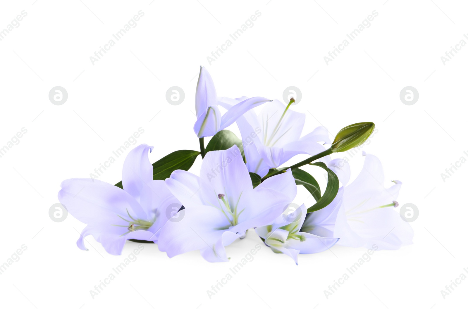 Image of Violet lily flowers on white background. Funeral attributes