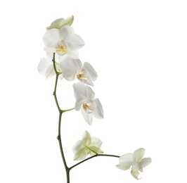 Branch with beautiful orchid flowers on white background. Tropical plant