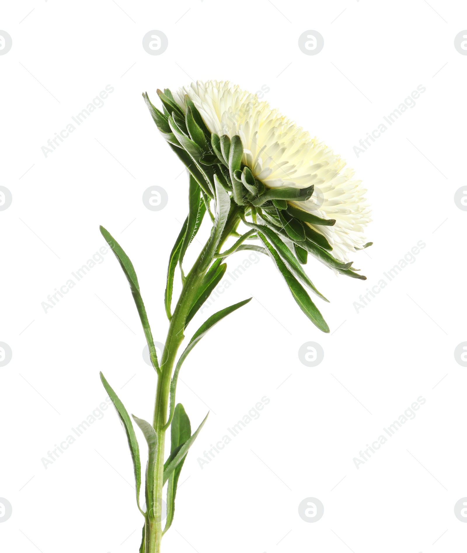 Photo of Beautiful bright aster flower on white background