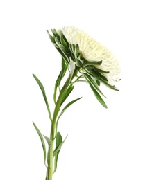 Beautiful bright aster flower on white background