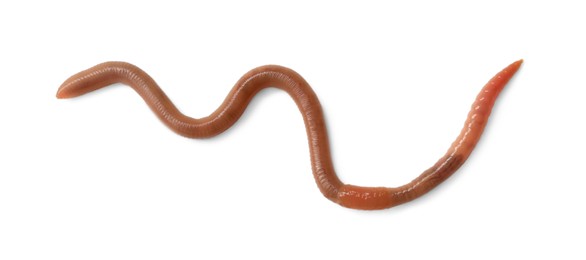 One earthworm isolated on white, top view. Terrestrial invertebrates