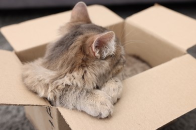 Photo of Cute fluffy cat in cardboard box indoors, closeup