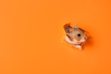 Photo of Cute hamster looking out of hole in orange paper. Space for text