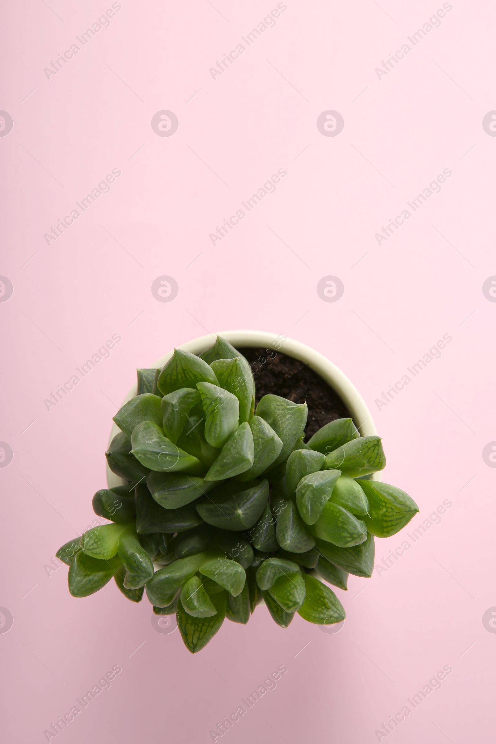 Photo of Beautiful potted echeveria on pink background, top view with space for text. Succulent plant