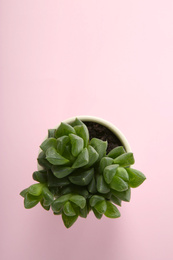 Photo of Beautiful potted echeveria on pink background, top view with space for text. Succulent plant