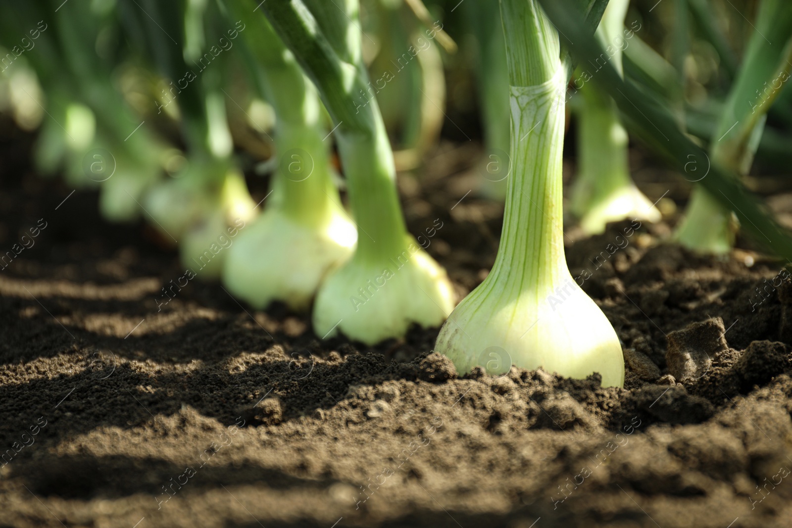 Photo of Green onions growing in field, closeup. Harvest season