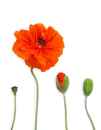 Photo of Beautiful bright red poppy flowers on white background, flat lay