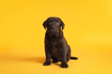 Photo of Cute chocolate Labrador Retriever puppy on yellow background