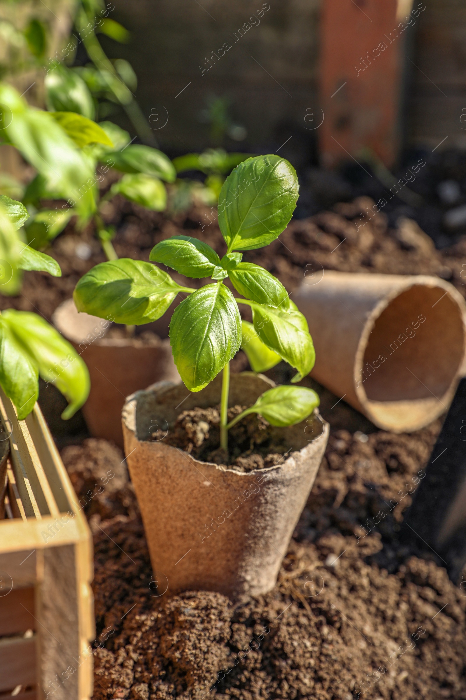 Photo of Beautiful seedlings in peat pots on soil outdoors