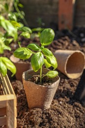 Beautiful seedlings in peat pots on soil outdoors