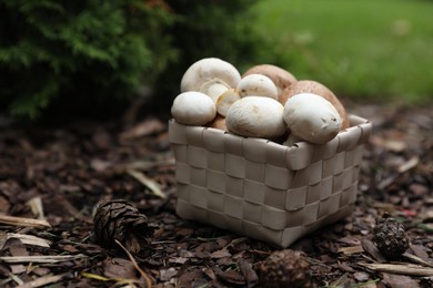 Photo of Basket of fresh champignon mushrooms in forest, space for text