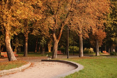 Photo of Beautiful view of autumn park with trees and fallen leaves on sunny day