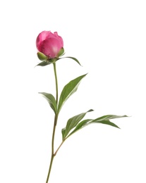 Bright peony on white background. Beautiful spring flower