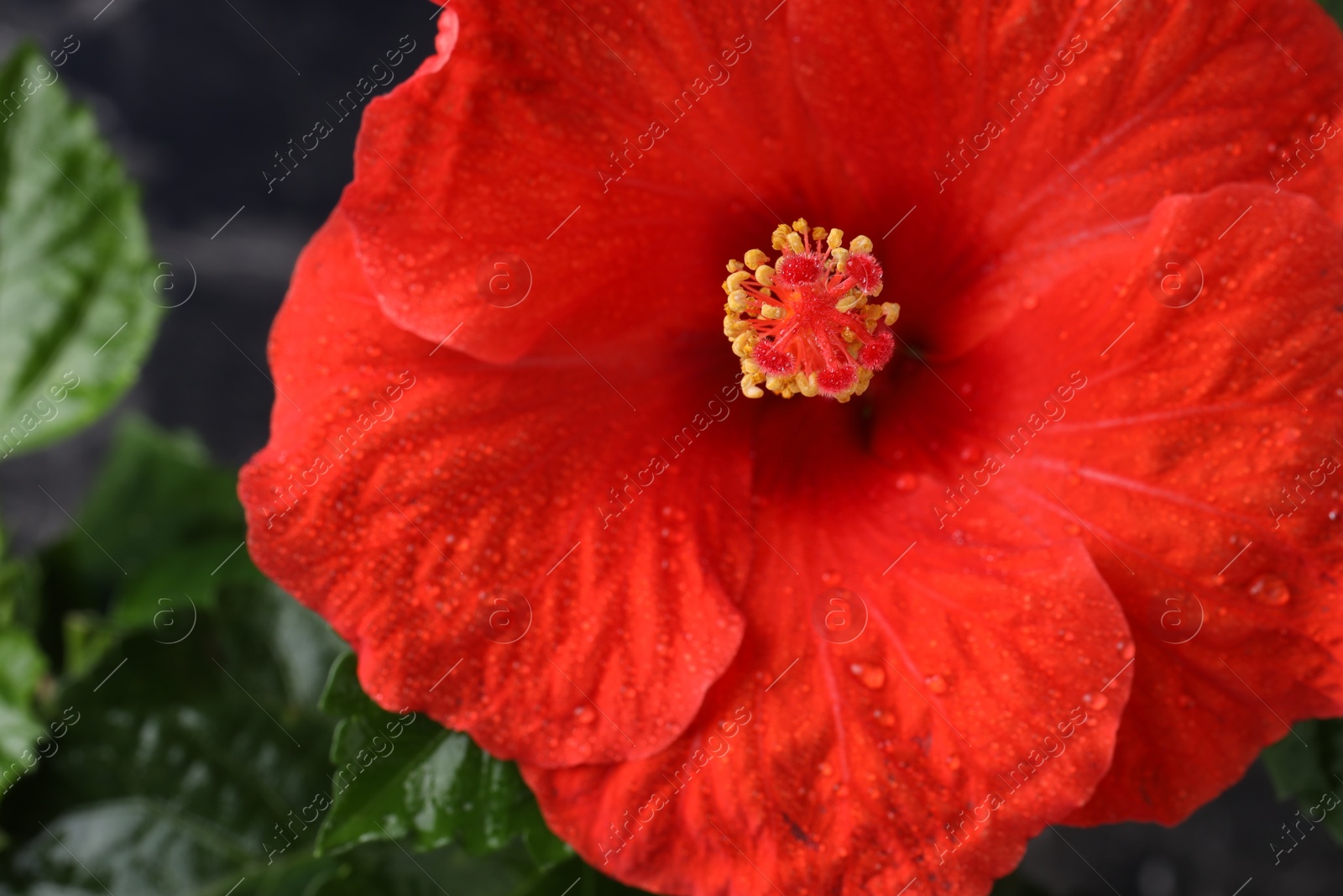 Photo of Beautiful red hibiscus flower with water drops against blurred background, macro view