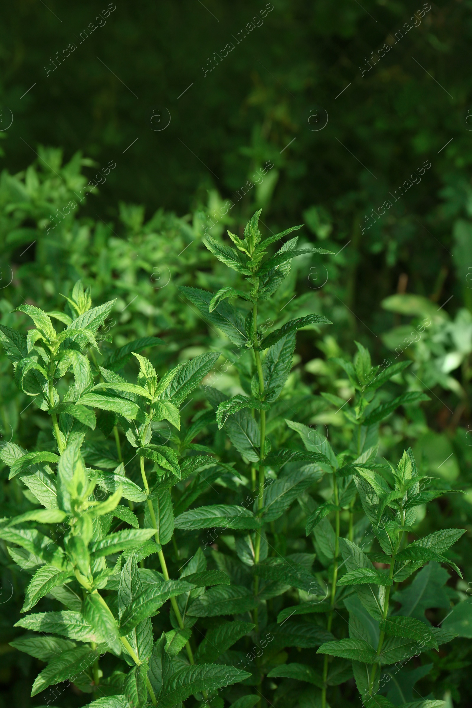 Photo of Beautiful mint with lush green leaves growing outdoors