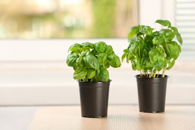 Photo of Fresh basil in pots on wooden table indoors