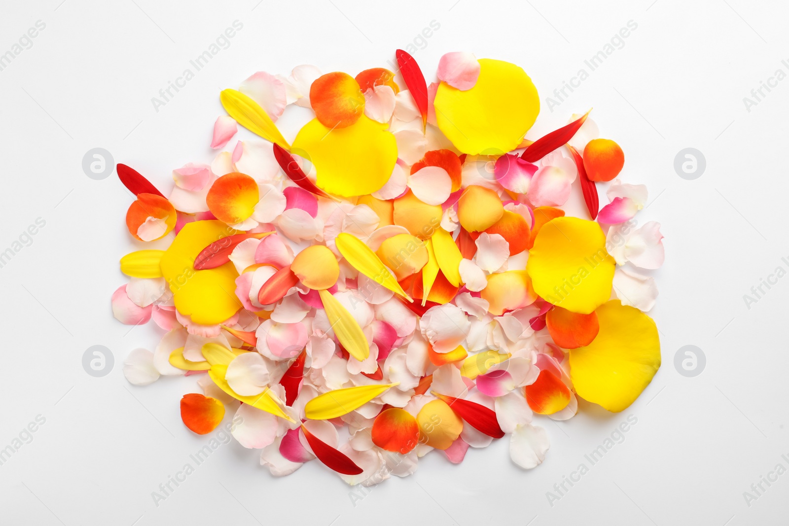 Photo of Beautiful petals on white background, flat lay