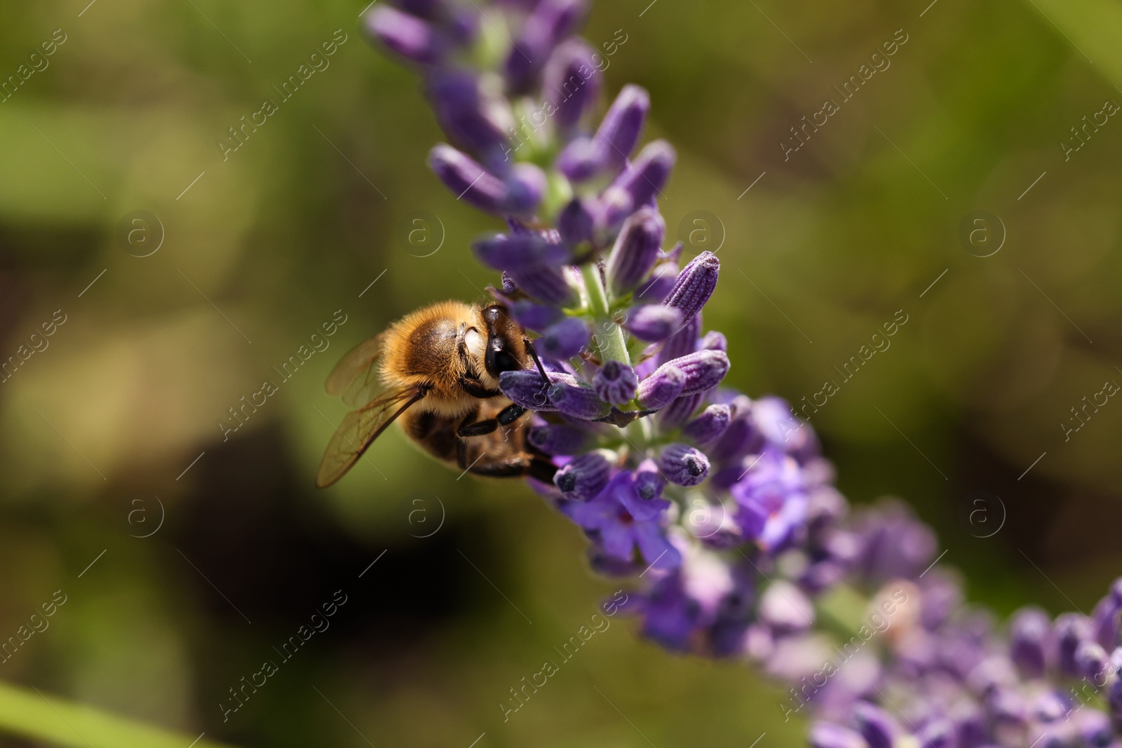 Photo of Honeybee collecting nectar from beautiful lavender flower outdoors, closeup