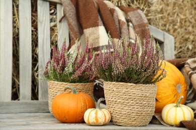 Beautiful composition with heather flowers in pots and pumpkins on wooden bench outdoors