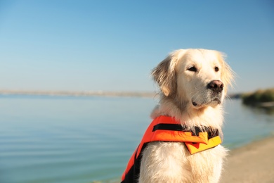 Photo of Dog rescuer in life vest near river, closeup