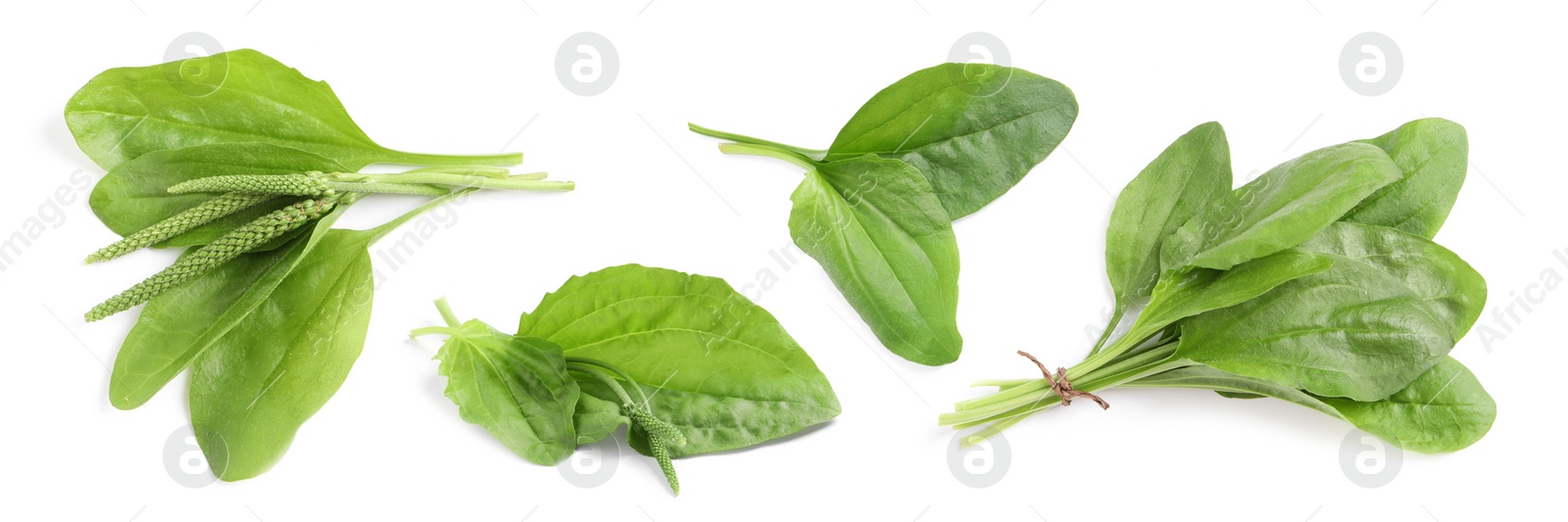 Image of Set with fresh broadleaf plantain plants on white background. Banner design