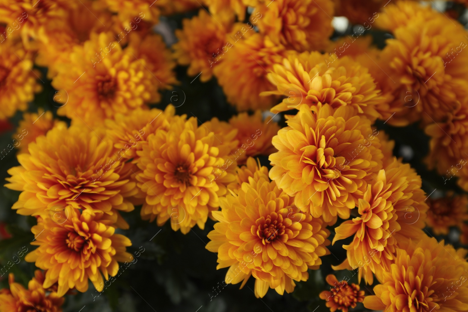 Photo of Beautiful fresh chrysanthemum flowers, closeup. Floral decor