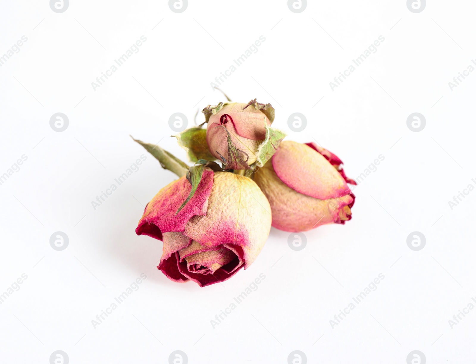 Photo of Beautiful dry rose flowers on white background