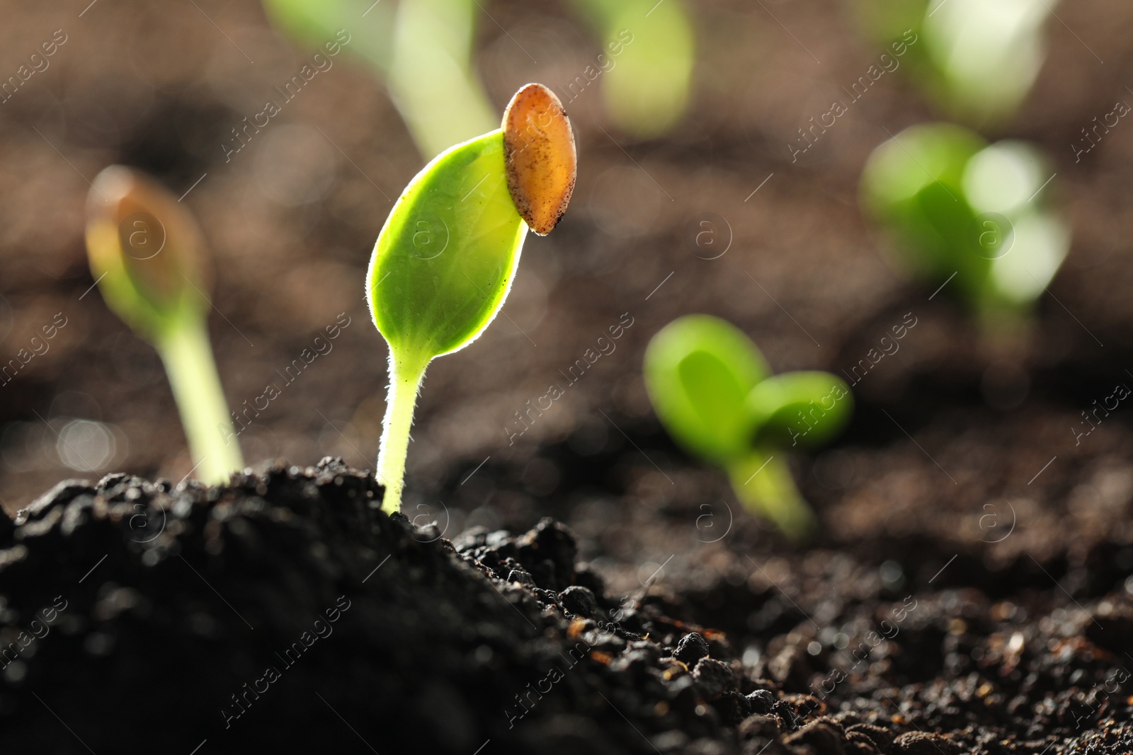 Photo of Young vegetable seedling growing in soil outdoors, space for text