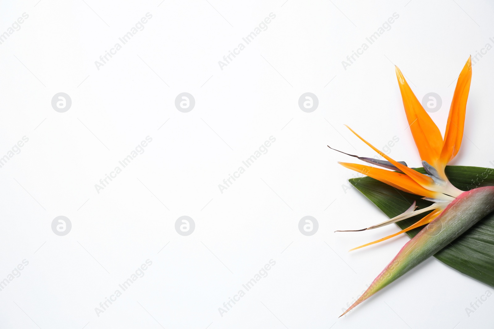 Photo of Bird of Paradise tropical flowers on white background, top view