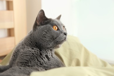 Adorable grey British Shorthair cat on bed indoors