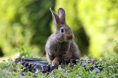 Photo of Cute fluffy rabbit on tree stump among green grass outdoors