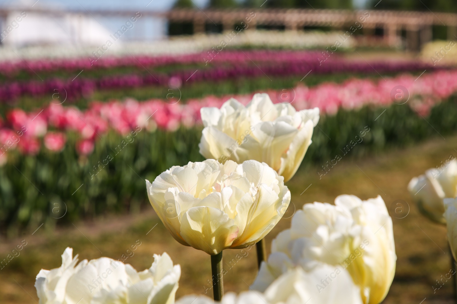 Photo of Beautiful colorful tulip flowers growing in field on sunny day, closeup