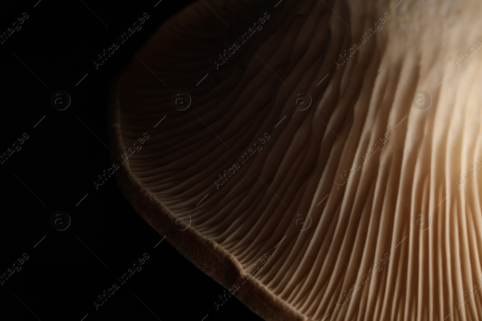 Photo of Macro photo of oyster mushroom on black background