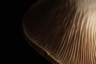 Photo of Macro photo of oyster mushroom on black background